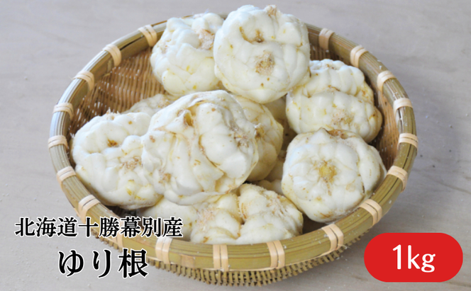 2026年10月発送 先行予約 十勝「忠類ゆり根」1kg (7～12玉) M～2L［JA忠類］【 ゆり根 百合根 高級食材 お正月 贈答 ギフト 根菜 冬の味覚 北海道 幕別 】