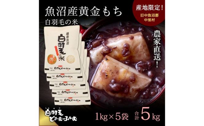 【通年受付】≪令和8年産≫ 農家直送！魚沼産黄金もち「白羽毛の米」精米(1kg×5袋) 5kg お米 白米