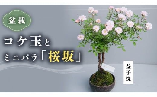 コケ玉ミニバラ盆栽「桜坂」 ギフト 花[BN006ci]