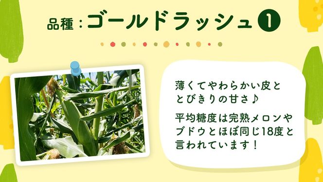 【 先行予約 2025年 6月下旬 以降発送】【 令和7年産 】【 訳あり 】 朝採り とうもろこし （ ゴールドラッシュ ） 約 6kg トウモロコシ スイートコーン コーン 野菜 産地直送 期間限定 岩田さん 昼めし旅 [AX021ya]