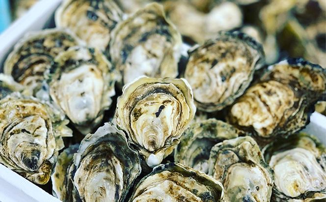 厚岸町産 干しカキえもん 生牡蠣 あさり セット 魚貝類 干物 純厚岸産牡蠣 旨味 海の幸 乾物 海の幸セット 詰め合わせ 