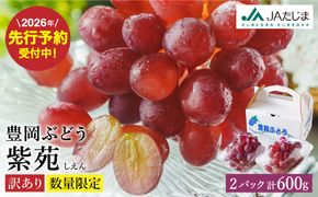 【2026年先行予約】数量限定 訳あり 豊岡ぶどう「紫苑」 約300g×2パック／ 紫苑  しえん ブドウ 葡萄 訳ありぶどう 大粒 強い甘み 爽やかな酸味 新鮮 果物 産地直送 くだもの フルーツ 上品 香り