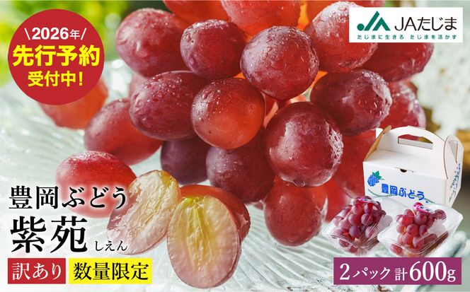 【2026年先行予約】数量限定 訳あり 豊岡ぶどう「紫苑」 約300g×2パック／ 紫苑  しえん ブドウ 葡萄 訳ありぶどう 大粒 強い甘み 爽やかな酸味 新鮮 果物 産地直送 くだもの フルーツ 上品 香り