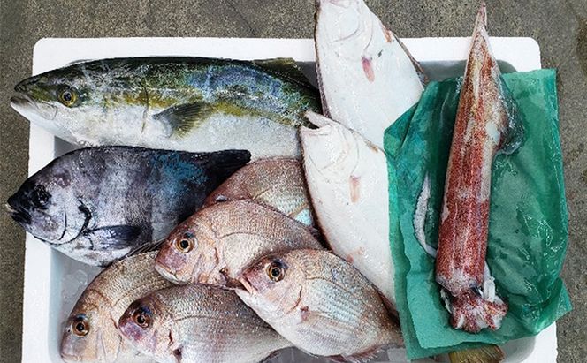 鮮魚セット 若狭の恵み 鮮魚ボックス 種類はお任せ セット 詰め合わせ 鮮魚 魚 お魚 魚介 魚介類 海鮮 海鮮セット 旬の魚 新鮮 福井 福井県 若狭町