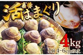 畜養活はまぐり 4kg　蛤 魚介類 魚貝 殻付 貝 海鮮 新鮮 貝類 ハマグリ 肉厚 酒蒸し お吸い物 炊き込みご飯 バーベキュー BBQ MN00057