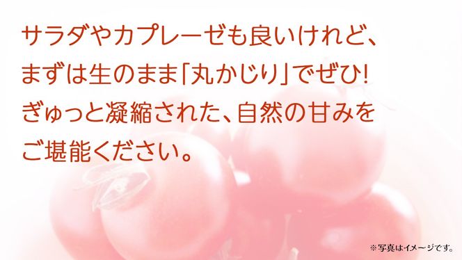 フルーツトマト 約900g (13～16個)【2026年3月上旬発送開始】(茨城県共通返礼品：大子町) トマト とまと 野菜 やさい	