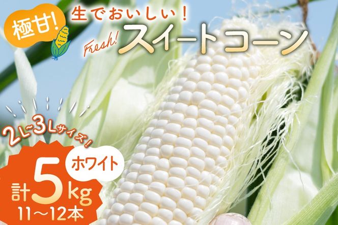 AI206【令和8年度出荷分】とうもろこし スイートコーン ホワイト 2L~3Lサイズ 11本~12本 計5kg [ トウモロコシ コーン ホワイトコーン 野菜 5キロ さかいさんち SAKAI FARM 長崎県 島原市 ]