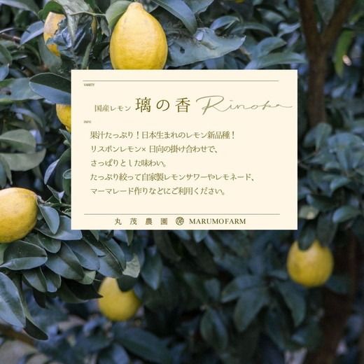レモン りのか 3kg | 国産 れもん 璃の香 檸檬 ワックス 防腐剤 不使用 フルーツ くだもの 果物 数量限定 愛知県 美浜町 ※北海道・沖縄・離島への配送不可 ※2026年1月中旬～2月中旬頃に順次発送予定