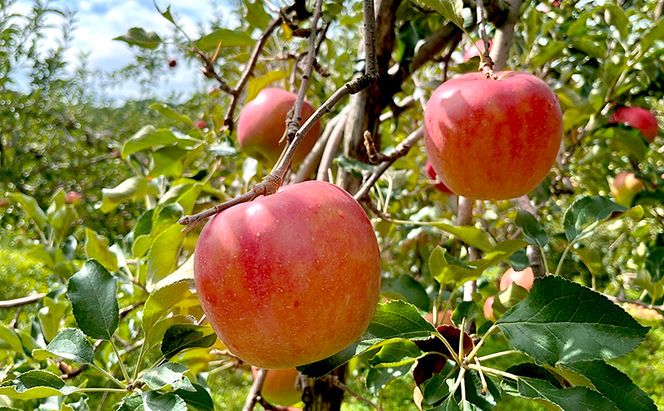 【2026年8月～発送】訳あり サンつがる 約3kg リンゴ りんご フルーツ 果物 お取り寄せ 長野県 山ノ内町