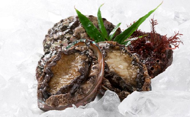 北海道 礼文産 産地直送 鮮度抜群 天然 凍結 あわび 500g [ 魚介類 アワビ 鮑 ] 