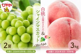 【2026年先行予約 2回 定期便】東根市 果物定期便 もも シャインマスカット（白桃品種お任せ3kg、シャインマスカット2房）山形県 東根市 hi003-159