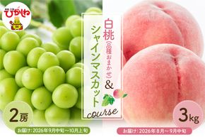 【2026年先行予約 2回 定期便】東根市 果物定期便 もも シャインマスカット（白桃品種お任せ3kg、シャインマスカット2房）山形県 東根市 hi003-159