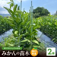 ZE6140_みかん苗木2年生【田口早生】2本セット