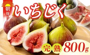 G5718 【先行予約】完熟いちじく 800g以上（2パック）【農家直送 朝採り 訳あり サイズ不揃い わけあり 産地直送 イチジク フルーツ 果物】