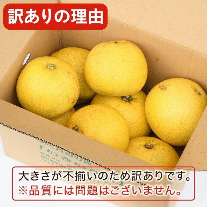 訳あり！数量限定！阿久根産ぼんたん(計8kg・6～7玉）国産 ボンタン 柑橘 果物 期間限定 文旦 訳アリ 不揃い【あくね旬の店いきいき館】akn015-13
