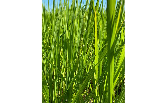 北本農場こだわりのお米令和7年度産コシヒカリ精米10kg有機肥料(ボカシ肥料）で育てたお米