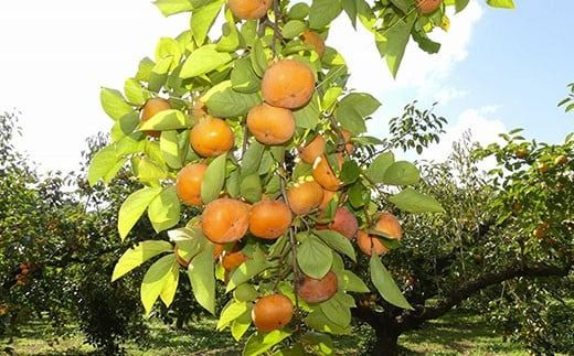 【先行予約2025年10月下旬発送開始】山武の柿 約8kg(24個入り×1箱) SML001