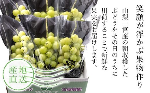 ＜25年発送先行予約＞シャインマスカット2.6㎏以上　山梨県 笛吹市 一宮産 朝採り 産地直送  088-026