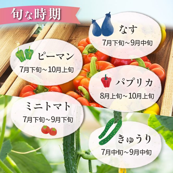 先行受付/7月下旬発送 ［ 旬のフルーツ＆野菜詰め合わせ 3種以上 ］【 ぶどう プルーン ブルーベリー パプリカ きゅうり なす ピーマン ミニトマト 野菜 果物 フルーツ 新鮮 北海道産 仁木町産 北海道野菜 】[株式会社NATICA]