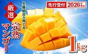 【先行受付】【2026年発送】生産組合が育てる厳選・完熟マンゴー約1kg - 先行予約 沖縄県産 産地直送 南国フルーツ アップルマンゴー 旬の味覚 季節の果物 贈り物 沖縄県 八重瀬町