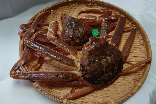 間人漁港仲買人の丸友鮮魚三代目・自慢の間人ガニ【活】生・訳アリ・間人ガニ（ズワイガニ　松葉ガニ）[600~800g×4匹]　MG00016