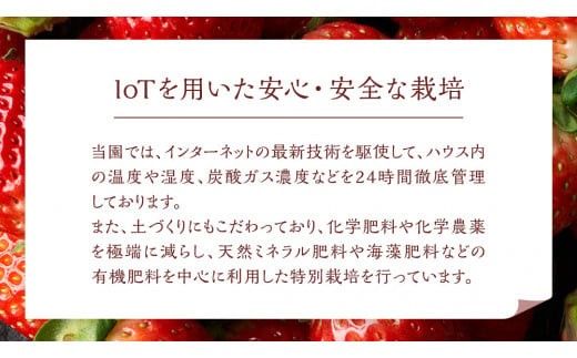 【 茨城いちごグランプリ 受賞 農園 】 完熟 いちご 4品種 食べ比べ セット イチゴ 苺 フルーツ 果物 果実 いばらキッス ひたち姫 とちおとめ やよいひめ よつぼし すず はるひ かおり野 ほしうらら [DY001ci]