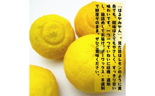 【人気柑橘】特撰 はるかみかん 5kg+200g(傷み補償分) ｜ 蜜柑 柑橘 果物 フルーツ くだもの 果実 国産 和歌山