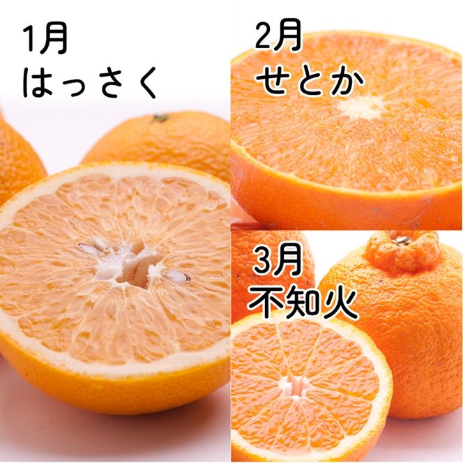 【定期便】厳選 柑橘定期便 M 3回（1～3月）※北海道・沖縄・離島への配送不可※1月・2月・3月に発送