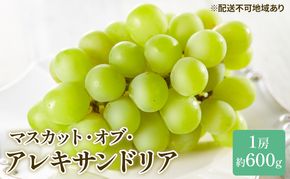 ぶどう 2026年 先行予約 マスカット ・オブ・アレキサンドリア 約600g×1房 ブドウ 葡萄  岡山県産 国産 フルーツ 果物 ギフト 岡山のブドウ デザート 食べ物 日本産 