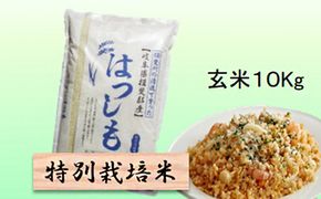 特別栽培米 【 令和8年産 】 玄米 10kg 【 ハツシモ 】