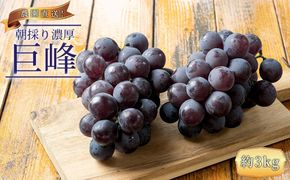ぶどうの王様 農家直送 朝採り 巨峰 約3kg ［2026年・先行予約］ AO059