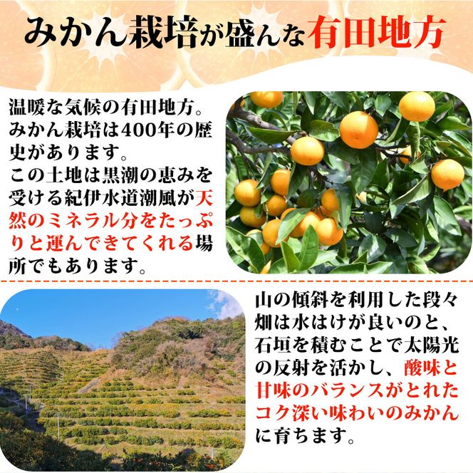 ZN6012_【2026年先行予約】こだわりの和歌山県産 有田みかん 3kg ひとつひとつ手選別で厳選！生産者から直送