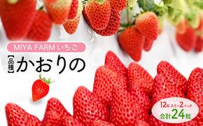 【先行予約】MIYA FARM いちご（品種：かおりの）12粒入り×2パック 合計 24粒 ※北海道・沖縄・離島への配送不可 ※2026年12月中旬～2027年5月下旬頃に順次発送予定