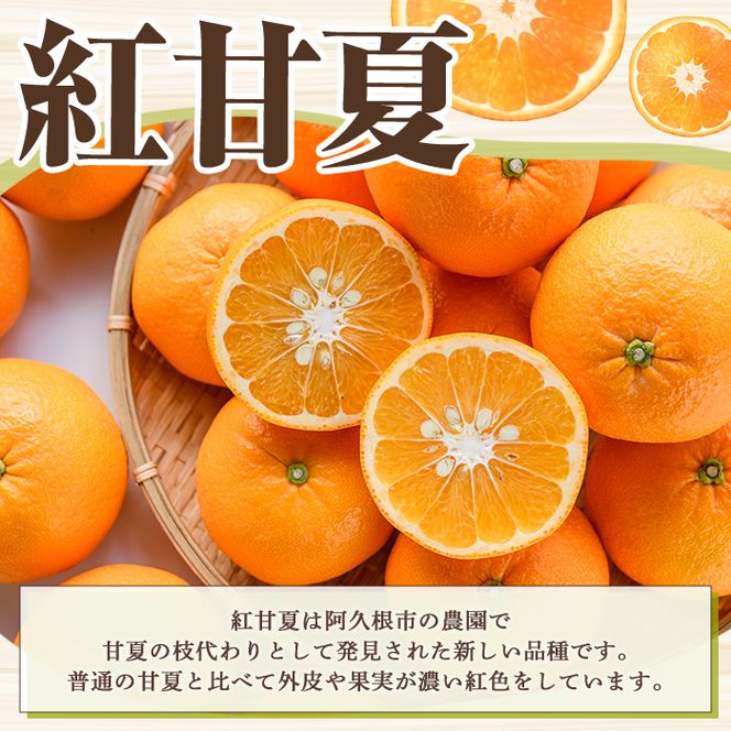 訳あり！紅甘夏(10kg) 国産 紅甘夏 柑橘 果物 フルーツ デザート 果実 期間限定 数量限定 【古田果樹園】akn093-04