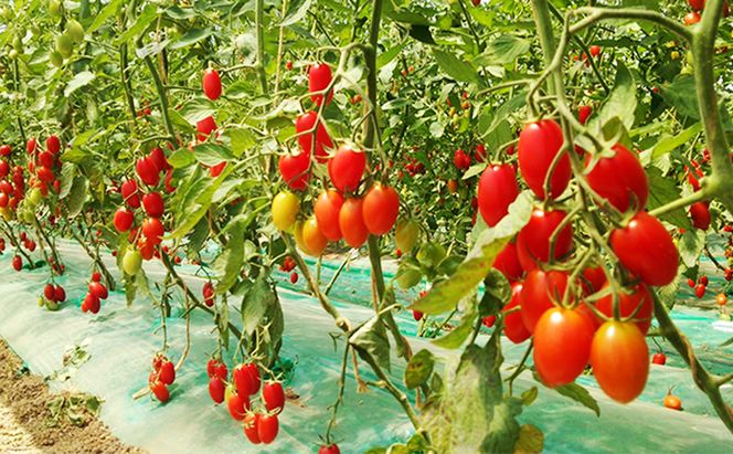 8月発送開始[先行受付] 超完熟ミニトマト【アイコ】1kg 栽培期間中 農薬・除草剤不使用 サイズ混載 トマト ミニトマト アイコ 野菜 北海道 仁木町 [アイコファーム] 
