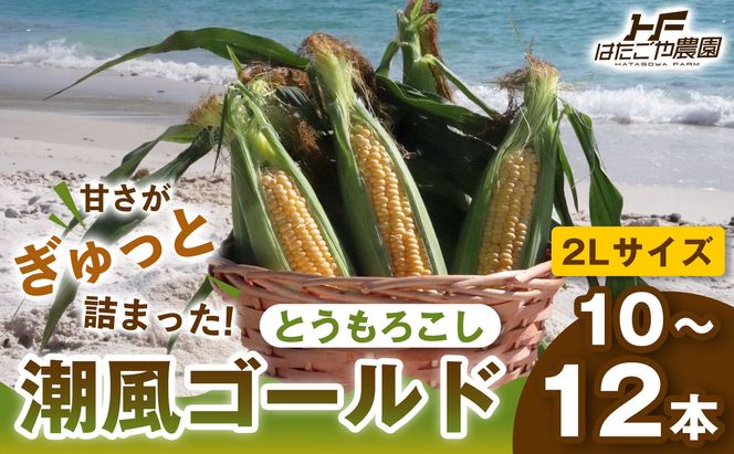 ［2027年発送 先行予約 夏の味覚］潮風ゴールド　2Lサイズ  10～12本 とうもろこし トウモロコシ ゴールドラッシュ 黄色 スイートコーン 茹でとうもろこし BBQ 焼き肉 白浜町 304018_ET01