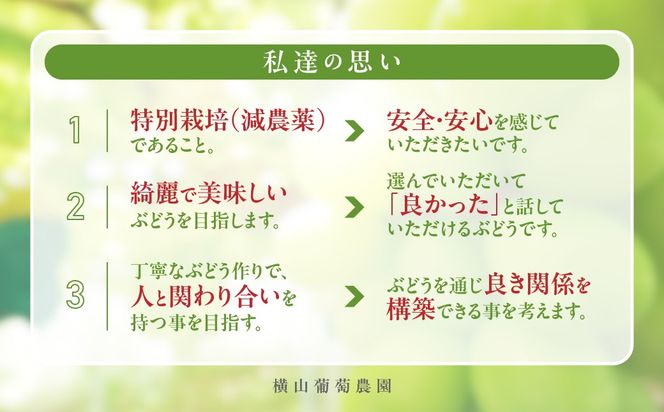 【✩先行予約✩2026年/令和8年発送分】減農薬シャインマスカット2.0㎏／3房　山梨県産　産地直送　フルーツ　果物　くだもの　ぶどう　ブドウ　葡萄　シャイン　シャインマスカット　新鮮　人気　おすすめ　国産　贈答　ギフト　お取り寄せ　ＣＦ-4