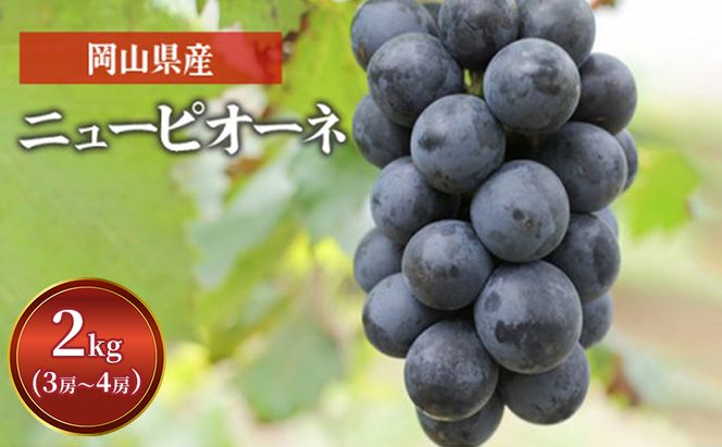 ぶどう ニュー ピオーネ 2kg  3房～4房 1房 約500g～600g 葡萄 フルーツ 岡山 高梁市産 赤迫農園 2026年 先行予約