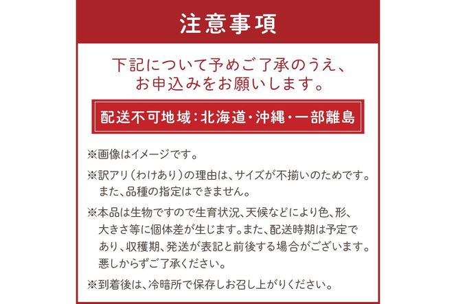 【先行予約】訳あり 宝石のような輝き！カラフルミニトマト 約1.5kg（春夏）（2026年5月下旬～発送）　MY00012