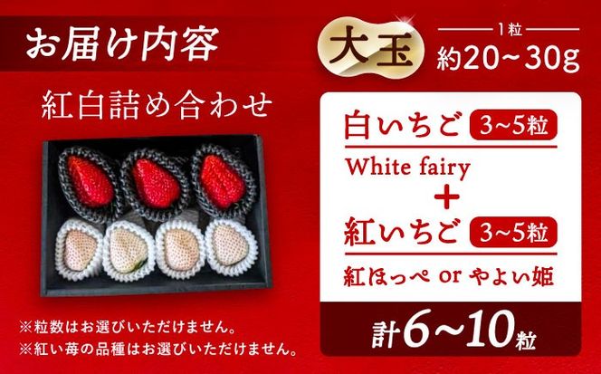 【先行予約】 ＼毎年1月より順次発送／ 〈大玉〉 いちご 詰め合わせ　紅ほっぺorやよい姫×White Fairy 果物 イチゴ フルーツ 愛西市 / くぼ苺農園 【配達不可：北海道・沖縄・離島】[AECJ019]