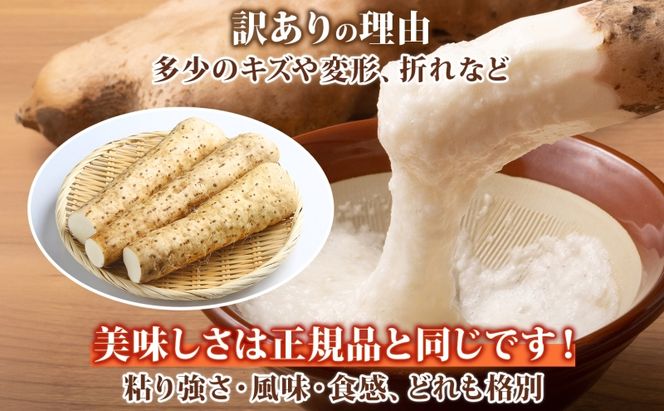 洞爺湖町産 訳あり 長芋 約10kg 2026年12月上旬から順次お届け 長いも 国産 北海道産 訳アリ 家庭用 不揃い とろろ 山かけ ステーキ 生食 調理 野菜 芋 旬 北海道 洞爺湖町