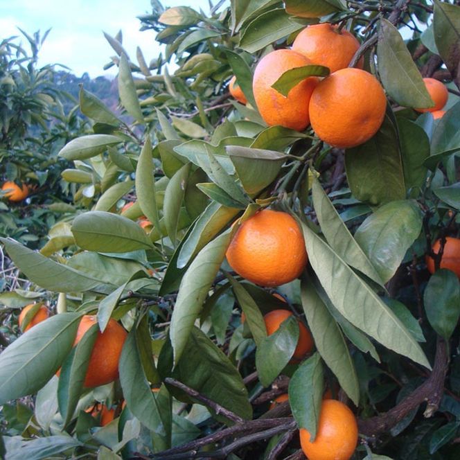 ＼光センサー選別／こだわりの完熟有田みかん 5kg＋150g(傷み補償分)【ご家庭用】サイズ混合 有機質肥料100% ｜ みかん 有田みかん 温州みかん ミカン 温州ミカン 柑橘 温州 甘い コク 産地直送