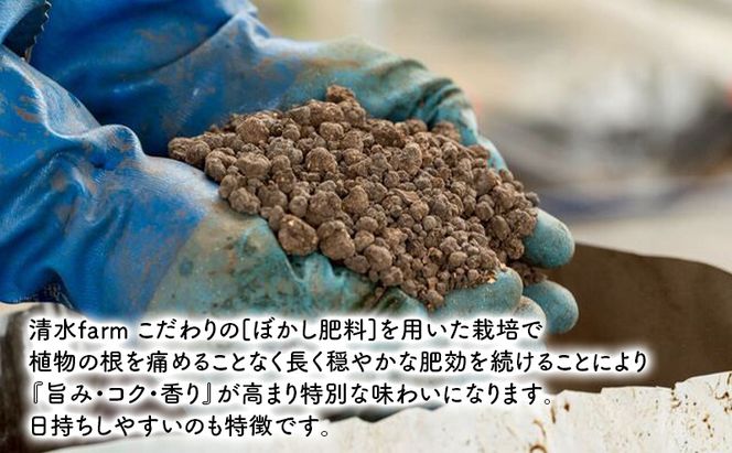【2026年4月発送】富良野産 採れたて直送! グリーンアスパラ 「雫」 M～2L サイズ混合 【約3kg】 (清水farm) アスパラ アスパラガス 野菜 新鮮 季節限定 北海道 富良野 ふらの