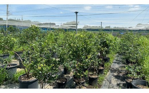 ≪先行予約≫【 訳あり 】 朝採れ 完熟 ブルーベリー 1050g ( 350g × 3パック ) 【 2026年 7月中旬頃より発送開始 】 ぶるーべりー フルーツ 果物 くだもの 新鮮 ベリー 小分け 朝どり 国産 生 規格外 不揃い