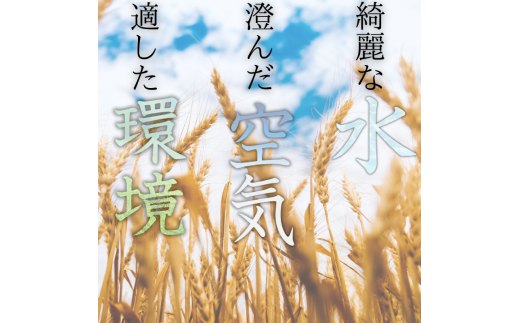 和歌山県産 キヌヒカリ 10kg(2024年産) 産地直送 米 こめ ご飯 ごはん 【sml100B】