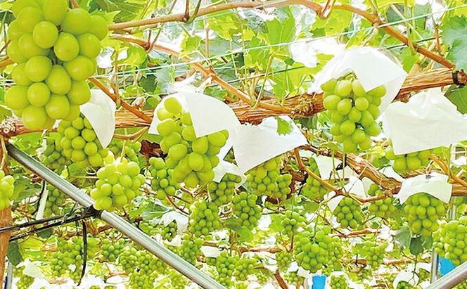 ぶどう 先行予約 【2回定期便】 シャイン マスカット 晴王 1房 約600g ブドウ 葡萄  岡山県産 国産 フルーツ 果物 ギフト デザート 食後 酸味が少ない 9月・10月にお届け ハレノフルーツ