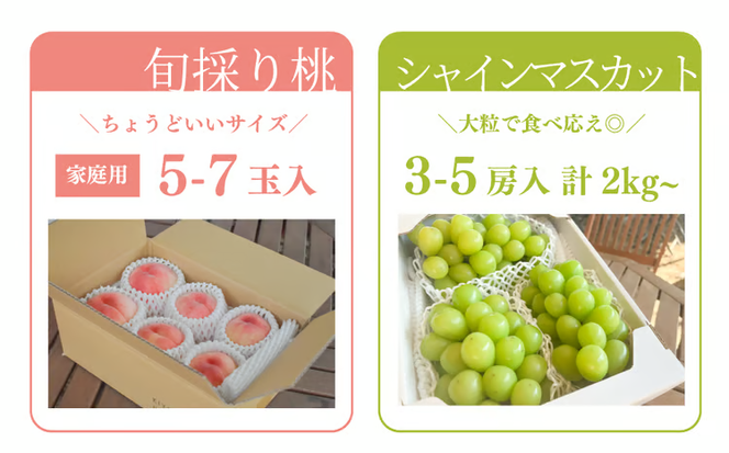 【2026年先行予約】桃とシャインマスカットが産地直送で届く！ご家庭用２回便 (定期便)(岡山県産)【KF-T048-04】