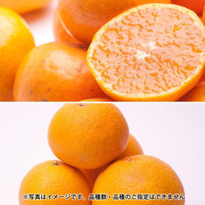 季節の柑橘定期便B【全3回】【和歌山県有田】_ZH7025