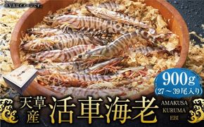 天草産活車海老 900g 27～39尾 活き車海老 車海老 車エビ 活き海老 活きエビ えび 海老 エビ 新鮮 魚介 【発送期間2024年11月05日から2025年4月30日】