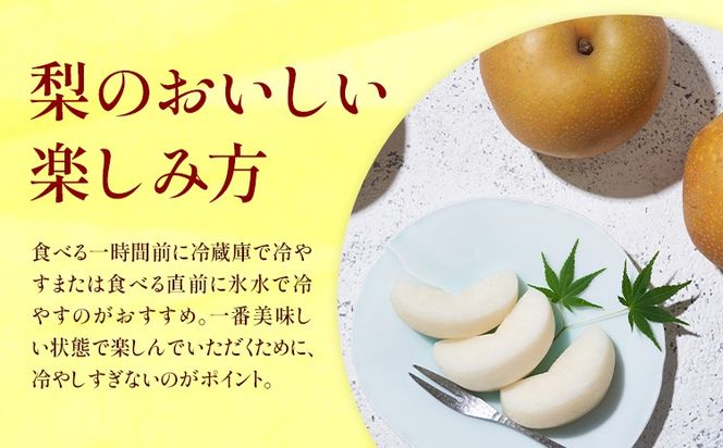 新高梨 約 1.8kg 4～7玉 約 5kg 6～16玉 約 10kg 12～32玉 日本フルーツ株式会社《9月上旬-10月上旬頃出荷》熊本県 荒尾市 新高梨 梨 果物 フルーツ スイーツ デザート ギフト ご贈答---sn_nfntn_ad9_r8_10500_1800g---